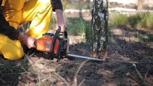 Best Tree Removal  in Hillburn, NY