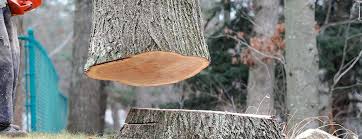 Professional Tree Services in Hillburn, NY
