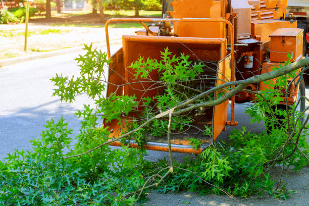 Best Tree Mulching  in Hillburn, NY