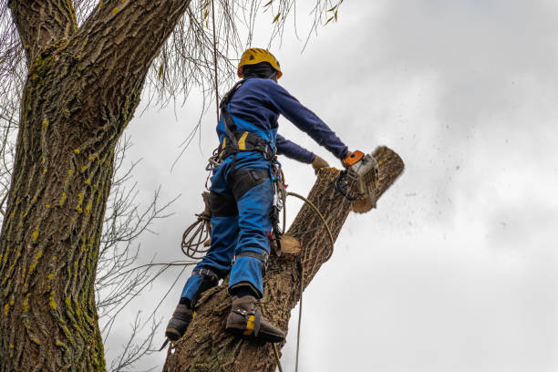Best Tree Risk Assessment  in Hillburn, NY